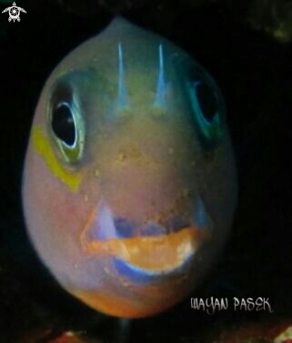 A Blenny(ecsenius bicolor)