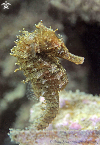 A White's seahorse