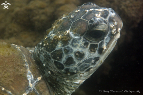 A Green turtle