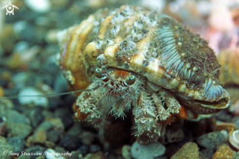 A Southern Pagurid Crab