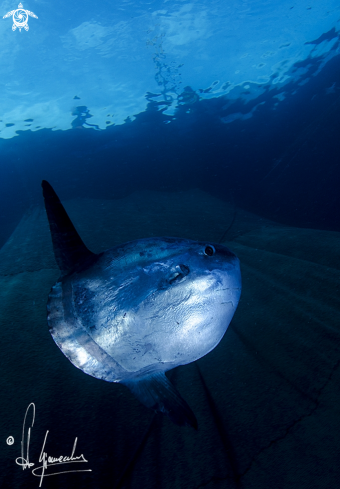 A Mola mola | Pesce luna