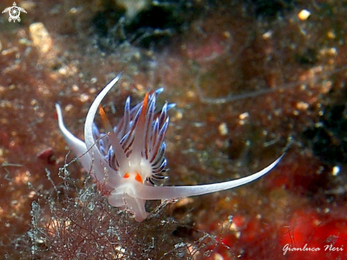 A Cratena peregrina | Cratena