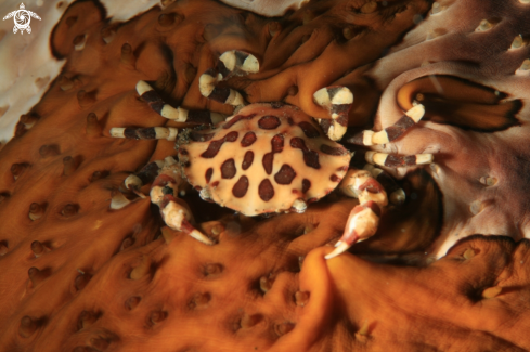 A Sea Cucumber Crab