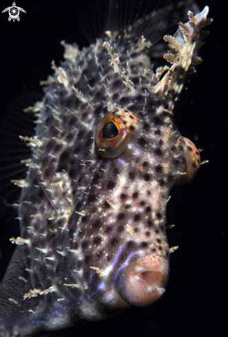A Filefish