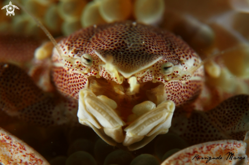 A Neopetrolisthes maculatus | Porcelain crab