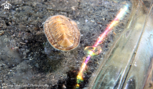 A Chiton