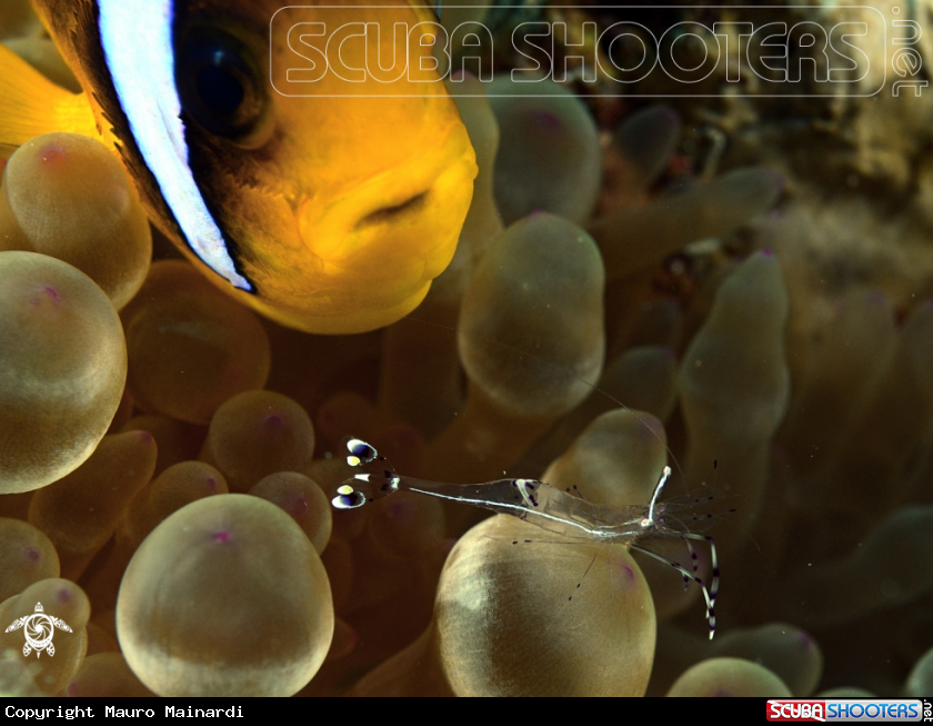 A Clownfish & Shrimp