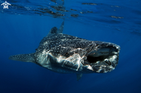 A Whale shark