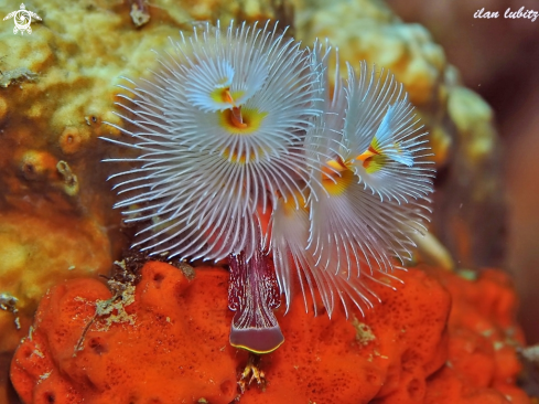 A Christmas tree worm 