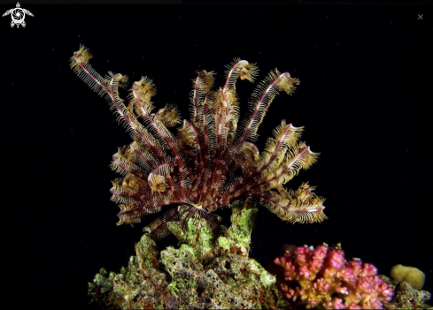 A Crinoid