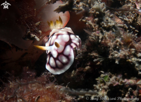 A Geometic Chromodoris