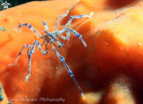 A Sea spider