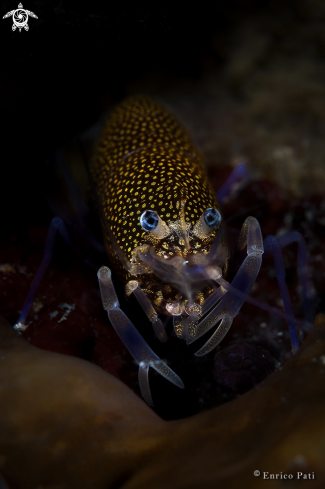 A Gnathophyllum (Drimo) elegans | Wine Shrimp