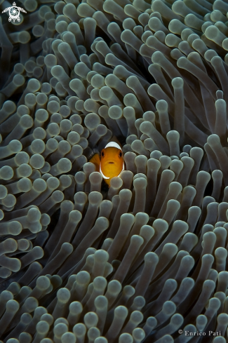 A Amphiprion ocellaris | Clownfish