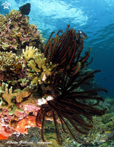 A Crinoids