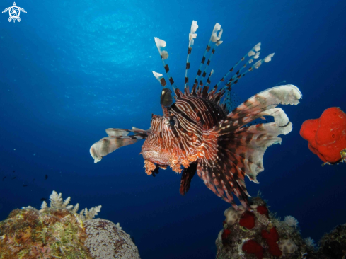 A Lionfish