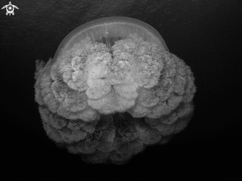 A Jellyfish