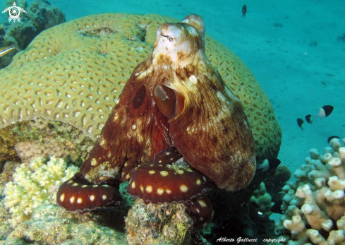 A Octopus cyanea | Octopus