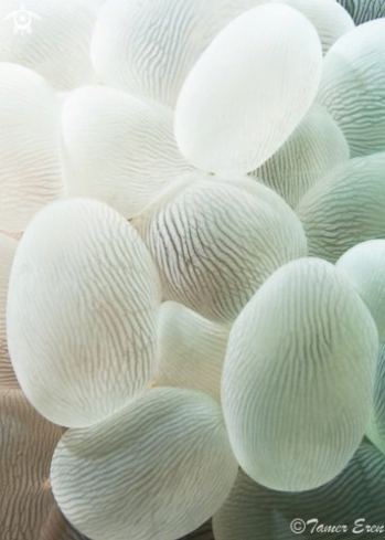 A Plerogyra sinuosa | Bubble Coral 