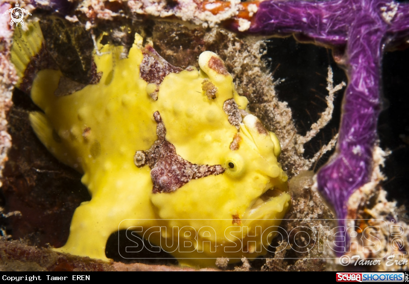 A Clown Frogfish