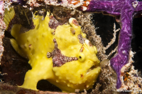 A Antennarius Maculatus | Clown Frogfish