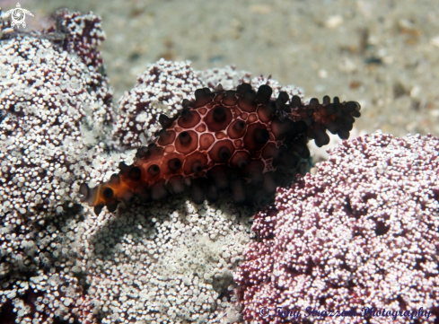 A Shuttlecock Egg Cowry