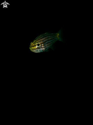 A Cardinalfish