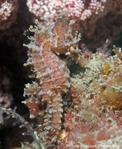 A White's seahorse