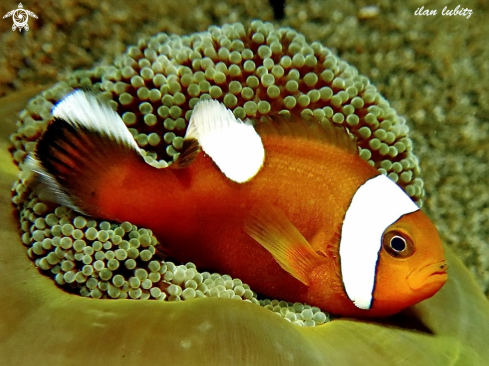 A Amphiprion polymnus | Nemo
