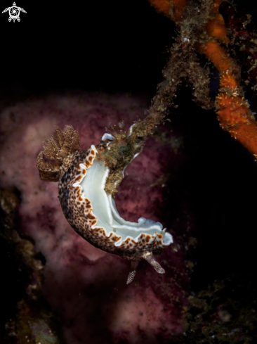 A Nudibranch