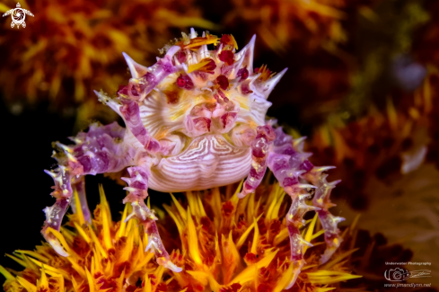 A Candy Crab