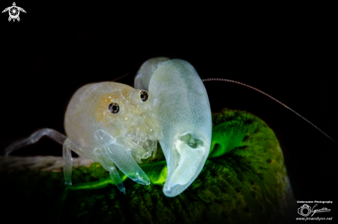 A Snapping Shrimp