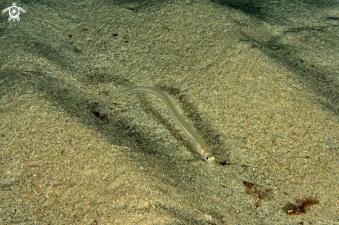 A Ariosoma balearicum | Grongo delle Baleari