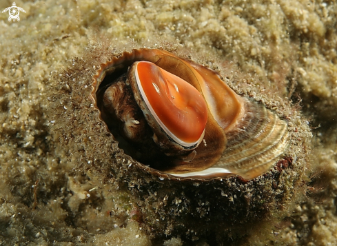 A Bolma rugosa | Occhio di Santa Lucia