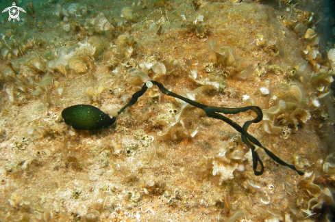 A Bonellia viridis | Bonellia verde