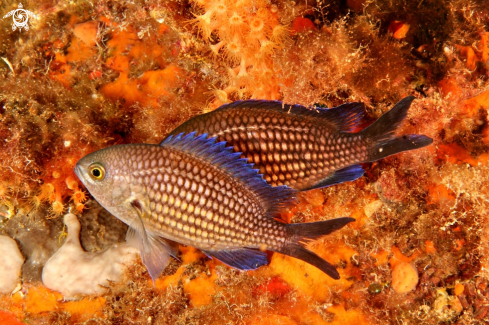 A Chromis chromis | Castagnola