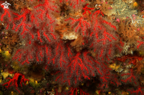 A Corallium rubrum | Corallo rosso