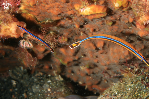 A pipe fish