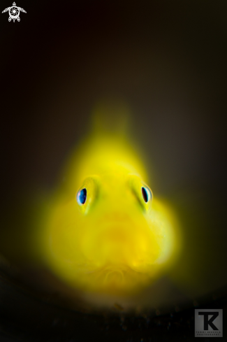 A Lubricogobius ornatus | Golden Goby, Ornate Goby