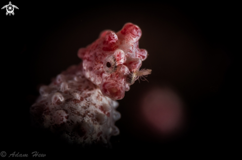 A Pygmy Seahorse 