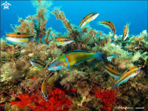 A Thalassoma pavo | Donzella pavonina