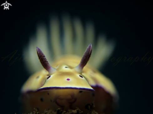 A hypselodoris tryoni  | nudibrach