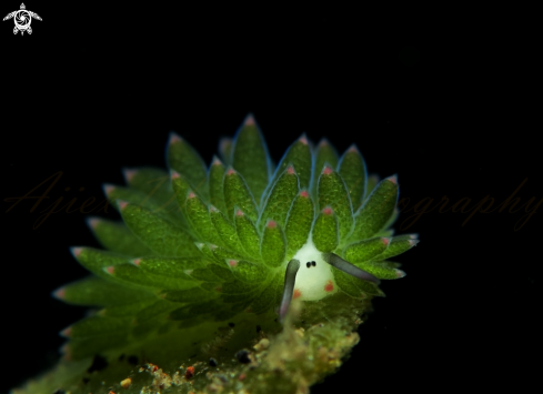 A nudibranch 