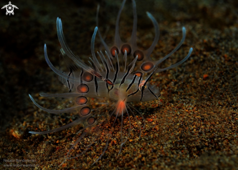 A Lion fish 