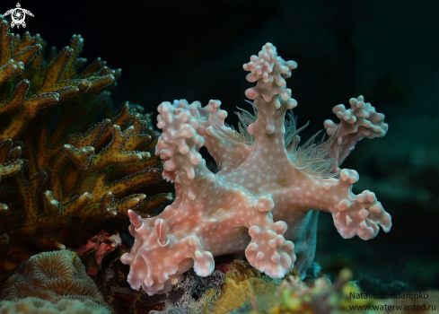 A Nudibranch