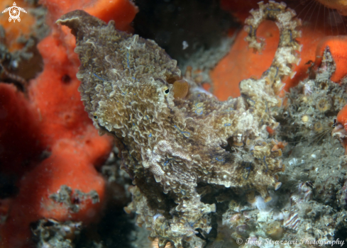 A Blue-lined Octopus