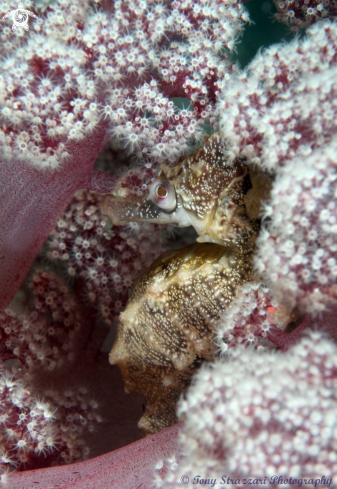 A White's seahorse