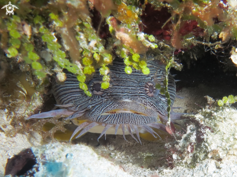 A Toadfish