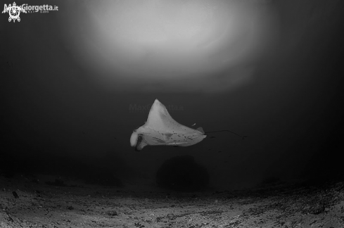 A manta