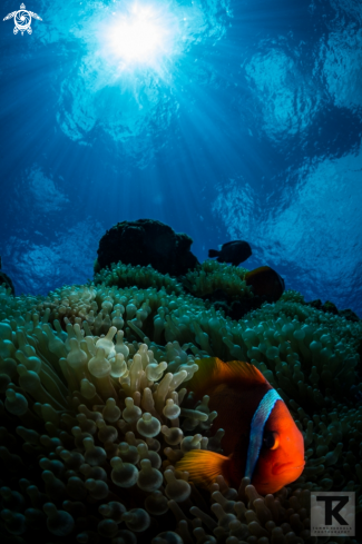 A Amphiprion frenatus | Tomato anemonefish